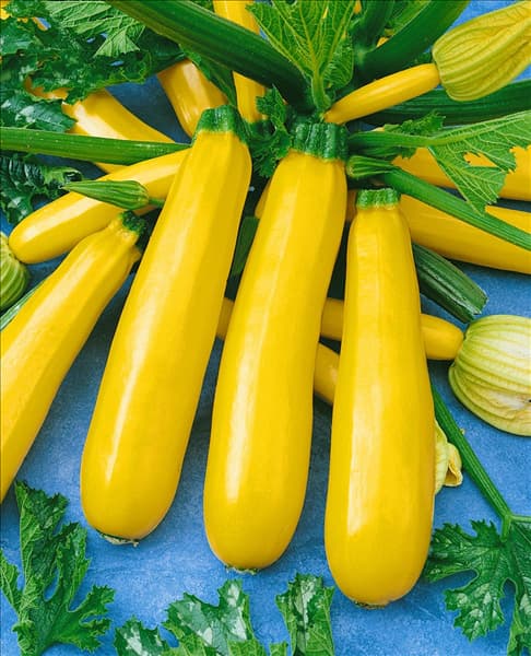 Zucchini / Cucurbita pepo con. giromontiina Gold Rush F1