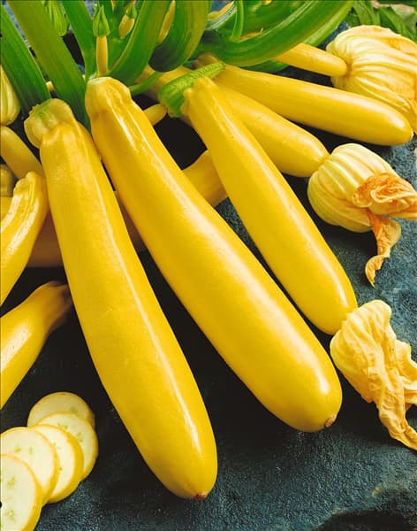 Zucchini / Cucurbita pepo con. giromontiina Gold Rush F1