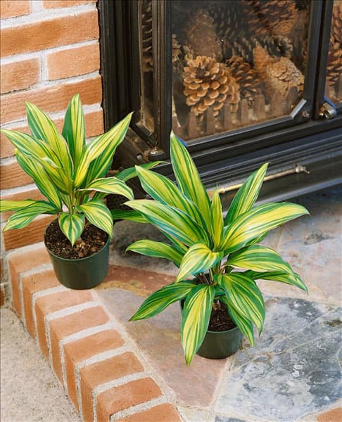 CORDYLINE FRUTICOSA KIWI