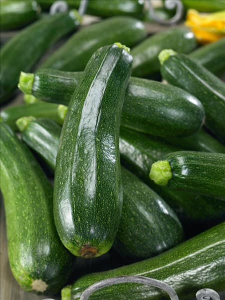 Cucurbita pepo con. giromontiina Defender