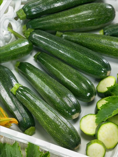 Cucurbita pepo con. giromontiina Defender