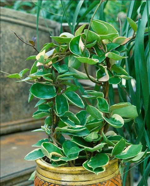 Hoya carnosa