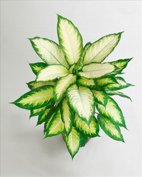 Dieffenbachia Camilla