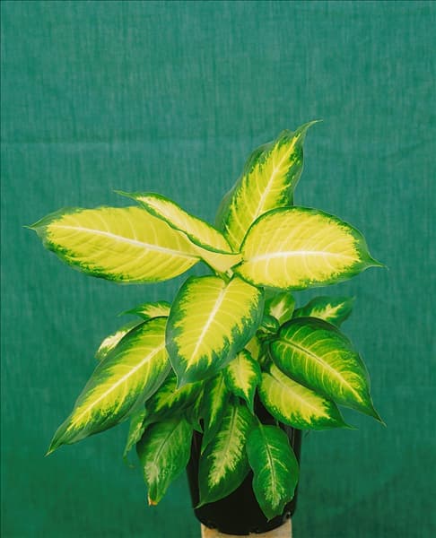 Dieffenbachia Camilla