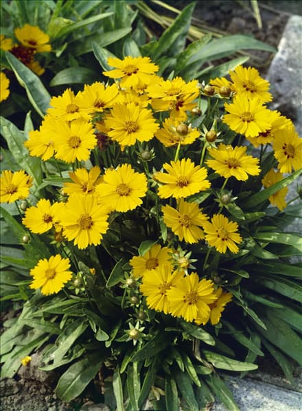 Coreopsis grandiflora Sonnenkind