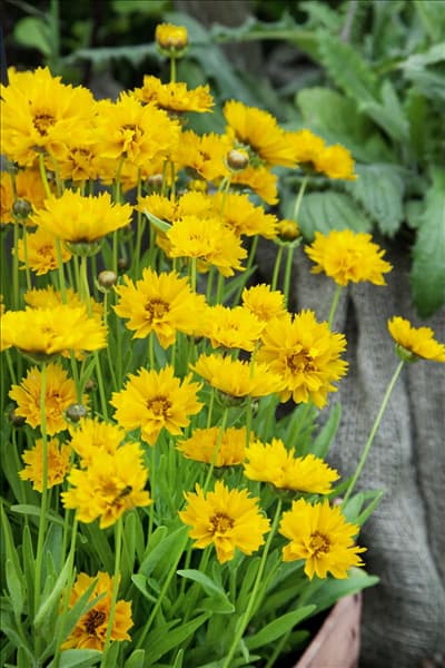 Coreopsis grandiflora Early Sunrise