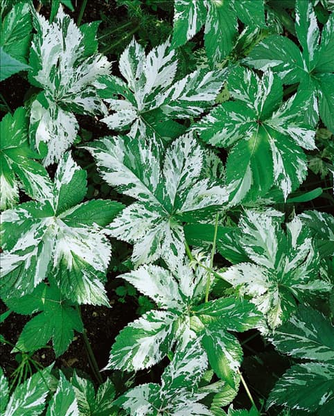 Humulus lupulus Taff's Variegated