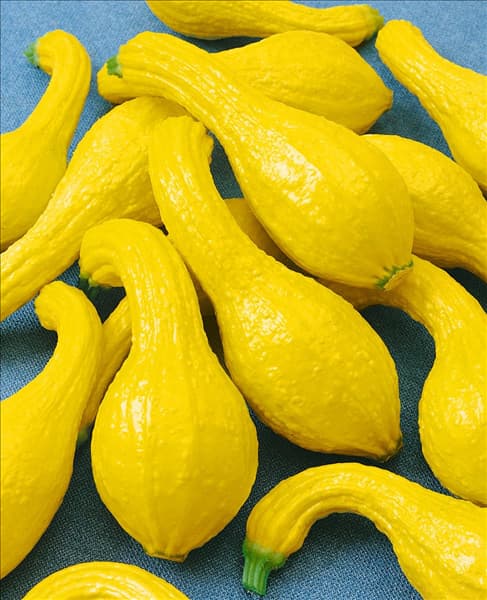 Zucchini / Cucurbita pepo con. giromontiina Yellow Crookneck