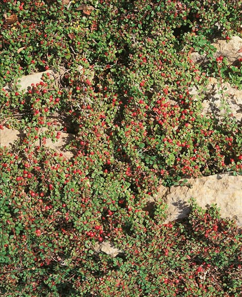 Cotoneaster dammeri Schreib's Findling