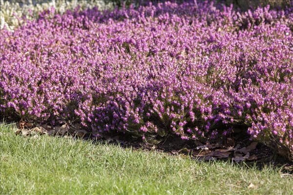 Erica carnea 'Tanja'