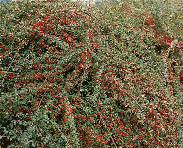 COTONEASTER DAMMERI