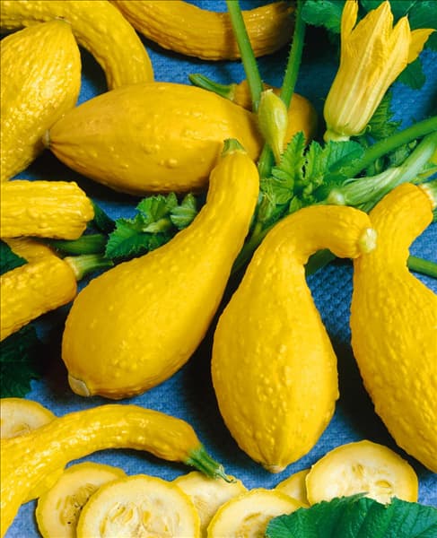 Kürbis / Cucurbita pepo Yellow Crookneck