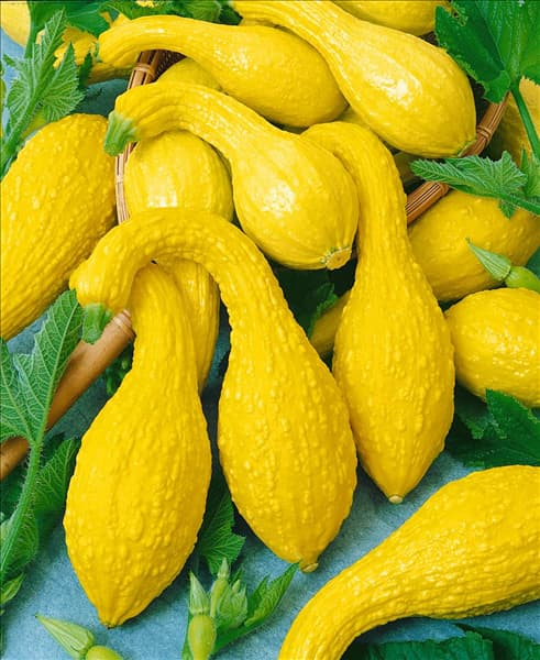 Zucchini / Cucurbita pepo con. giromontiina Yellow Crookneck