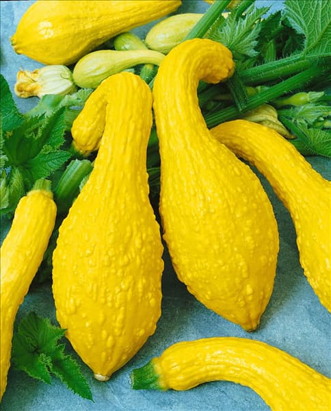 Zucchini / Cucurbita pepo con. giromontiina Yellow Crookneck
