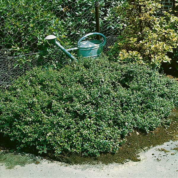 COTONEASTER DAMMERI WINTERJUWEL