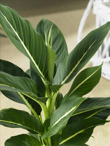 Dieffenbachia Green Magic