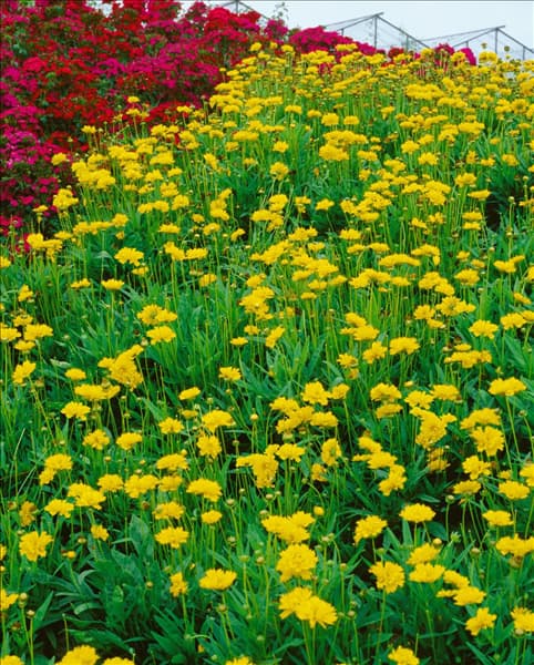 Coreopsis Early Sunrise