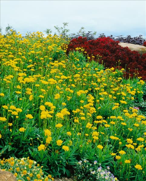 Coreopsis Early Sunrise