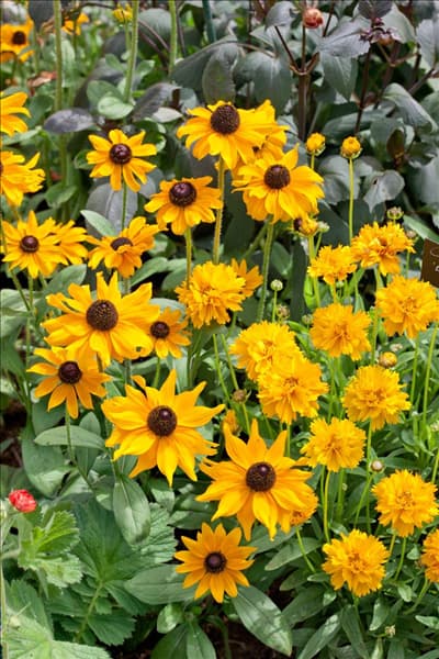 Coreopsis Early Sunrise, Rudbeckia fulgida