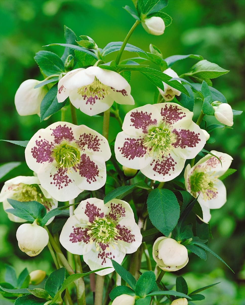 Helleborus White Spotted Lady