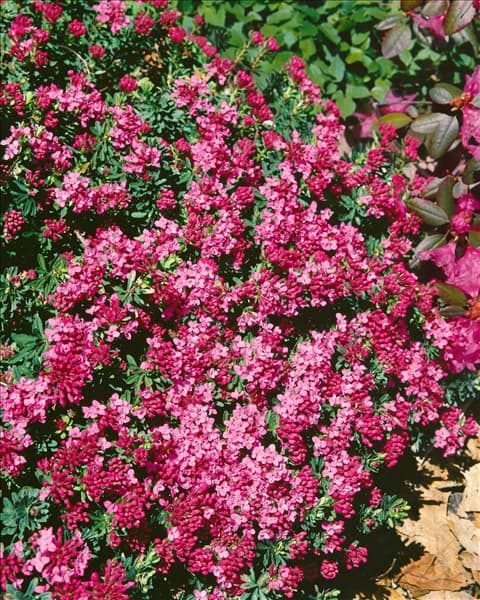 Daphne cneorum Ruby Glow