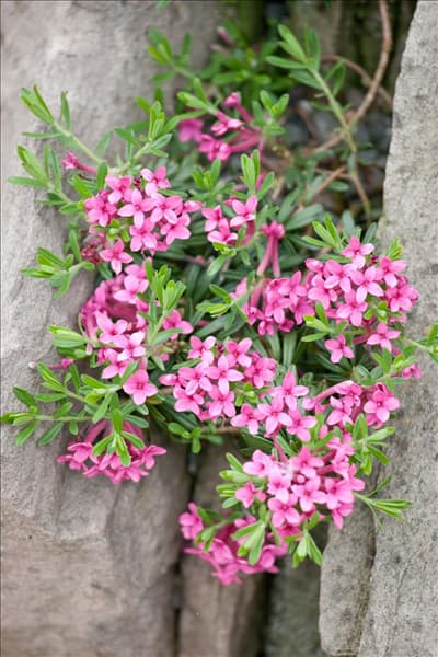 Daphne cneorum var. pygmaea