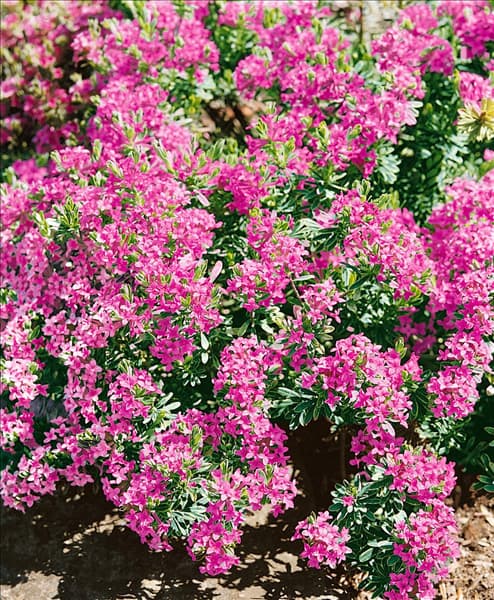 Daphne cneorum Variegata