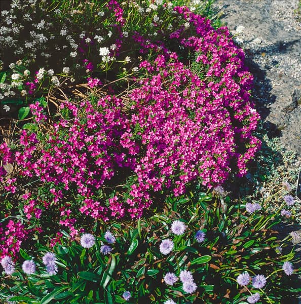 DAPHNE CNEORUM EXIMIA