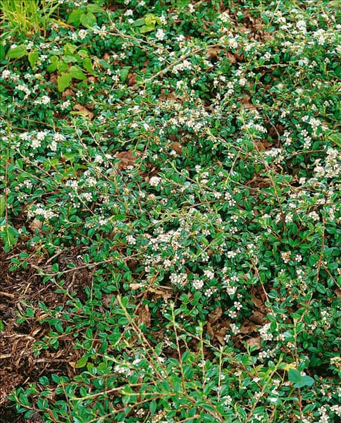 Cotoneaster dammeri Coral Beauty