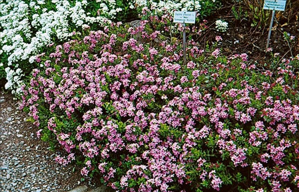 DAPHNE CNEORUM