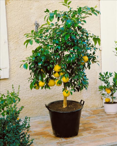 Pomelo / Citrus x paradisi im Topf