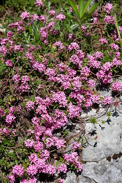 Daphne cneorum