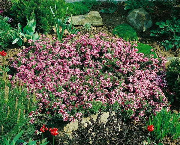 Daphne cneorum