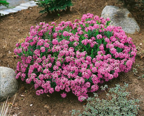 Daphne cneorum