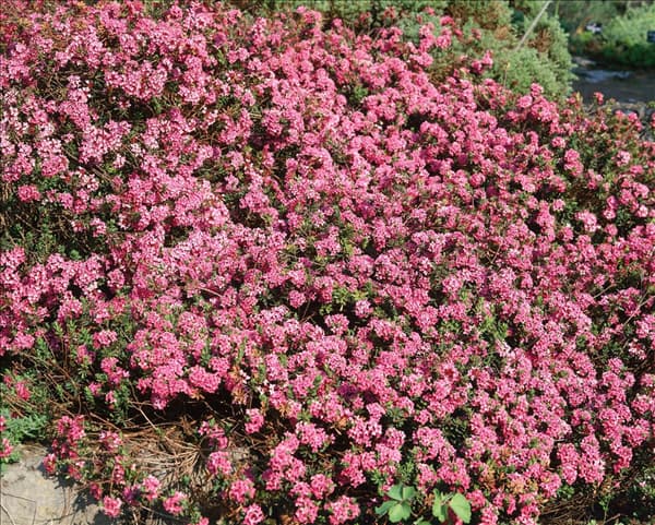 DAPHNE CNEORUM