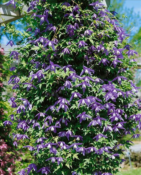 Clematis alpina Frankie