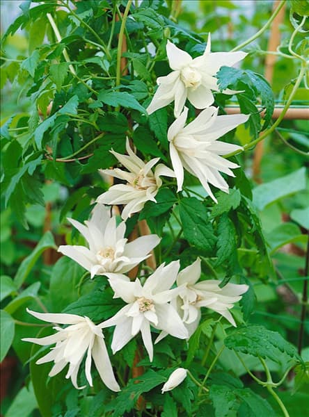 Clematis alpina White Moth