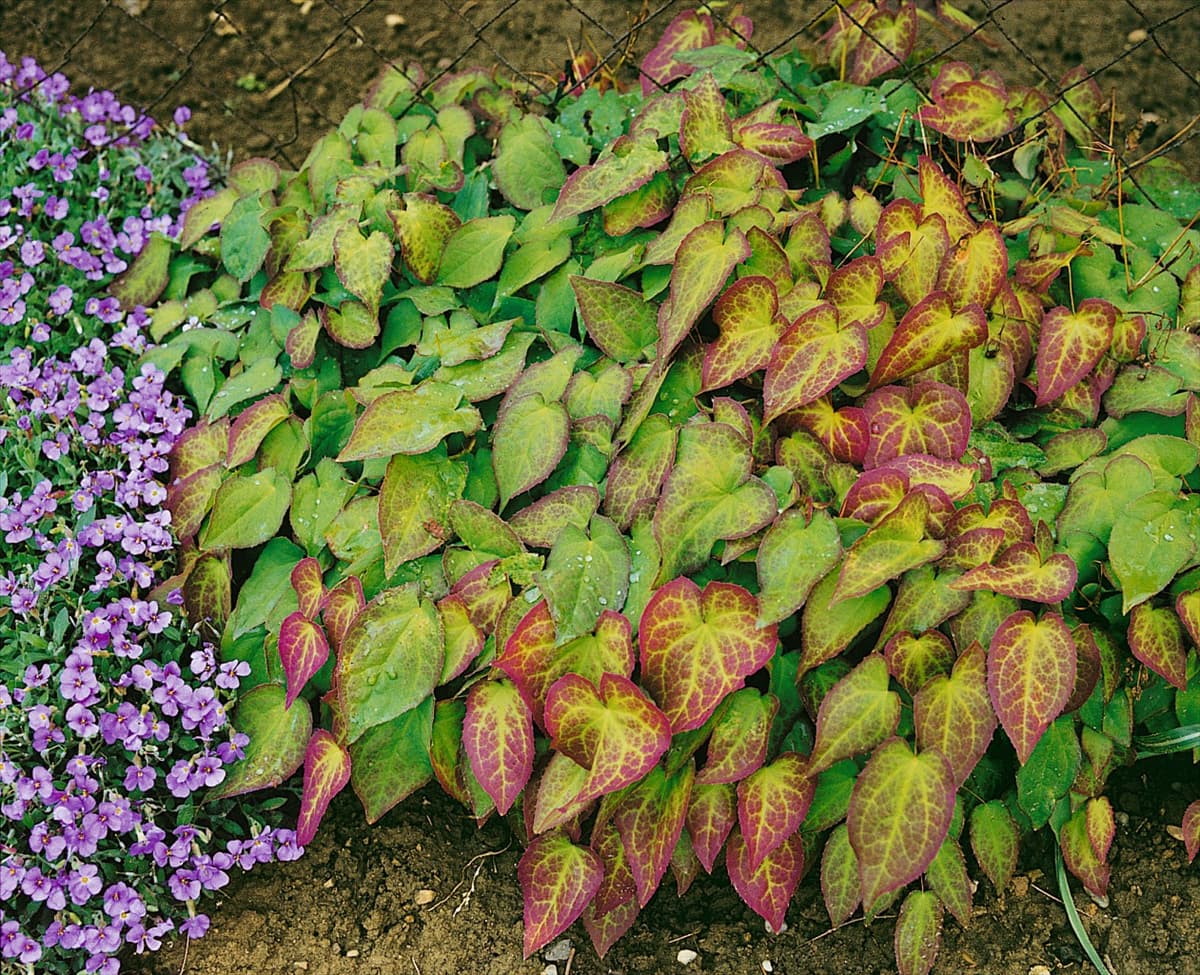 EPIMEDIUM