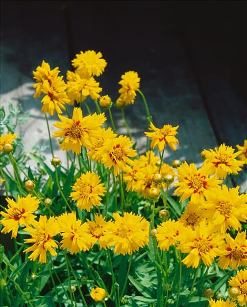 Coreopsis grandiflora Rising Sun