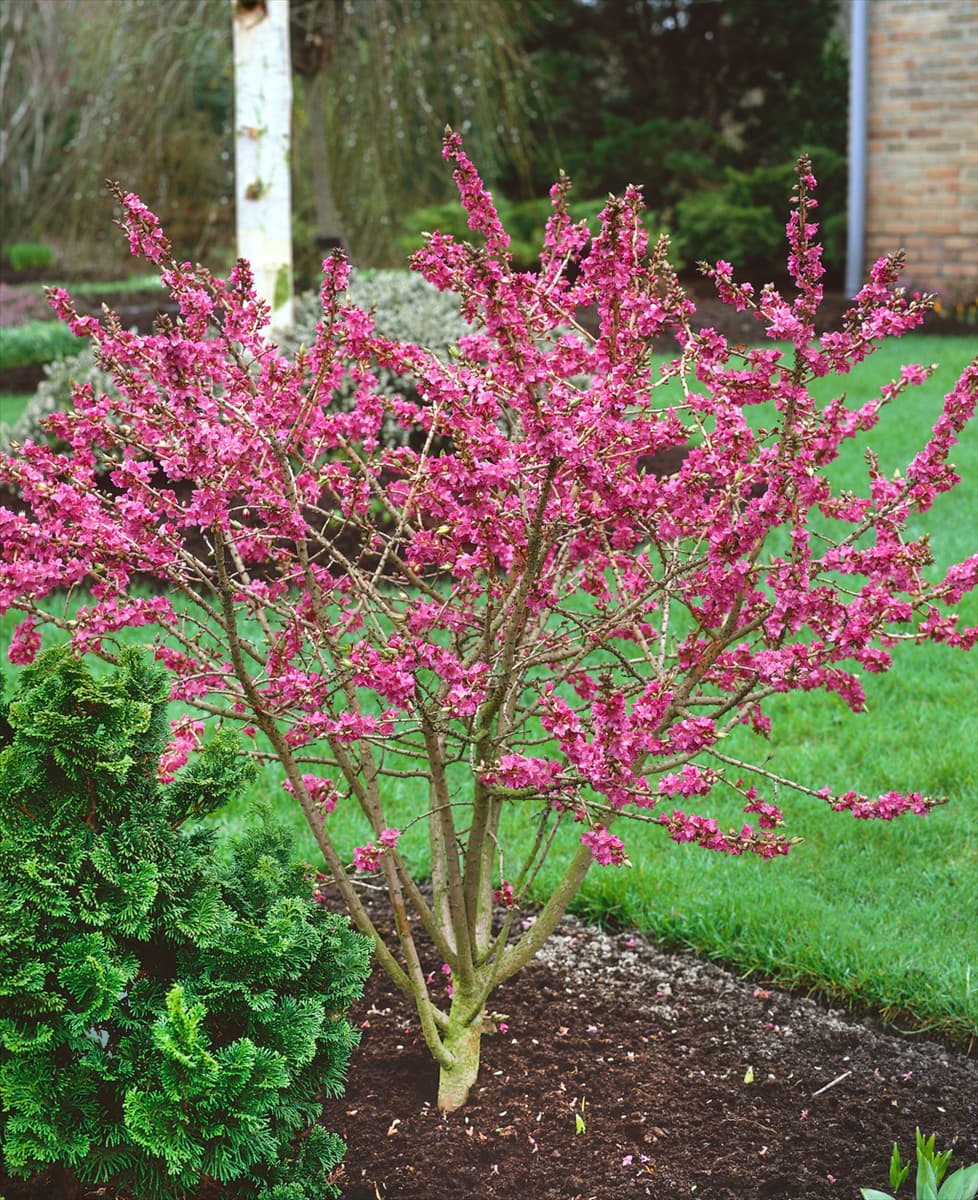 DAPHNE MEZEREUM