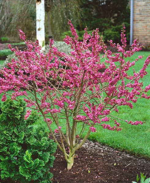 DAPHNE MEZEREUM