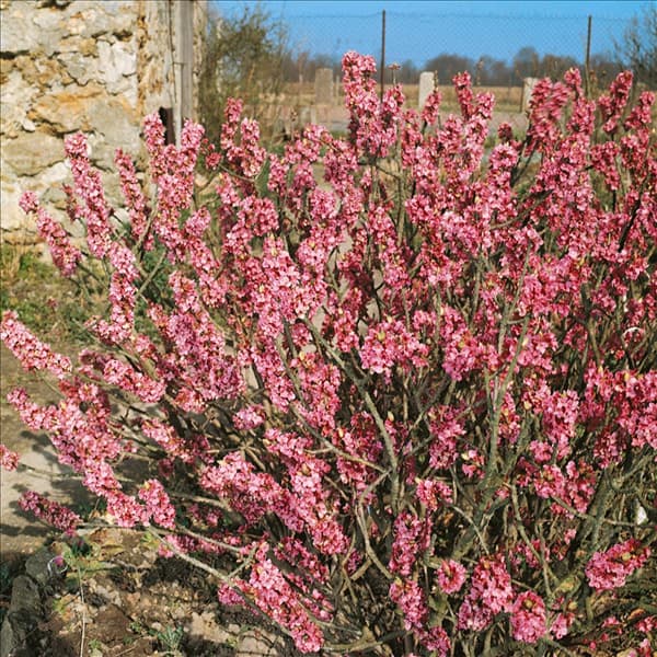 DAPHNE MEZEREUM