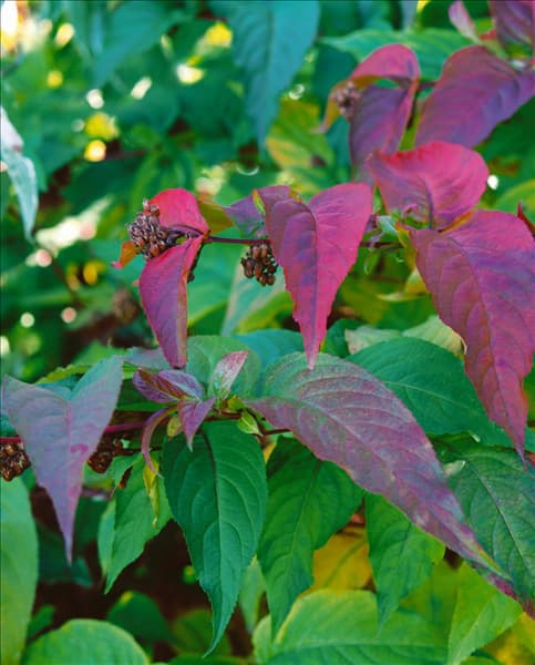 Diervilla sessilifolia / Detail in autumn