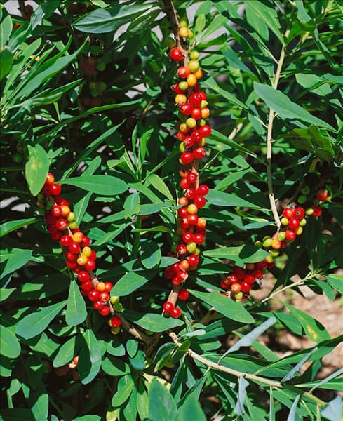 Daphne mezereum  Rubra
