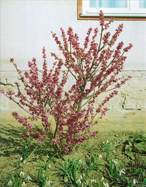 Daphne mezereum