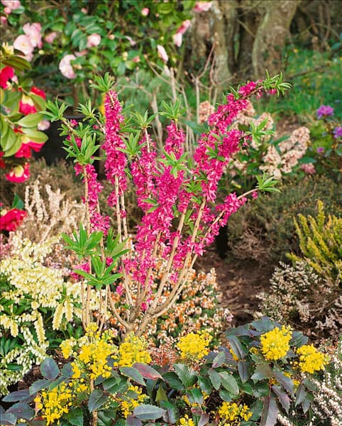 Daphne mezereum