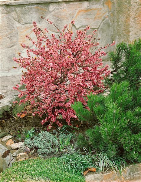 DAPHNE MEZEREUM