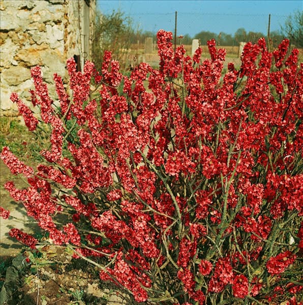 DAPHNE MEZEREUM