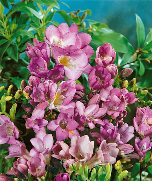 FREESIA