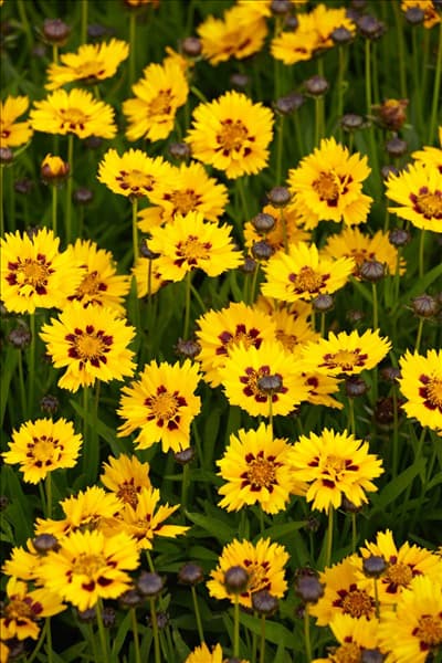 Coreopsis grandiflora Sunfire